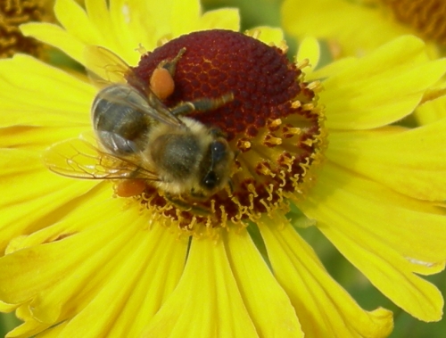 This Bird and the Bees