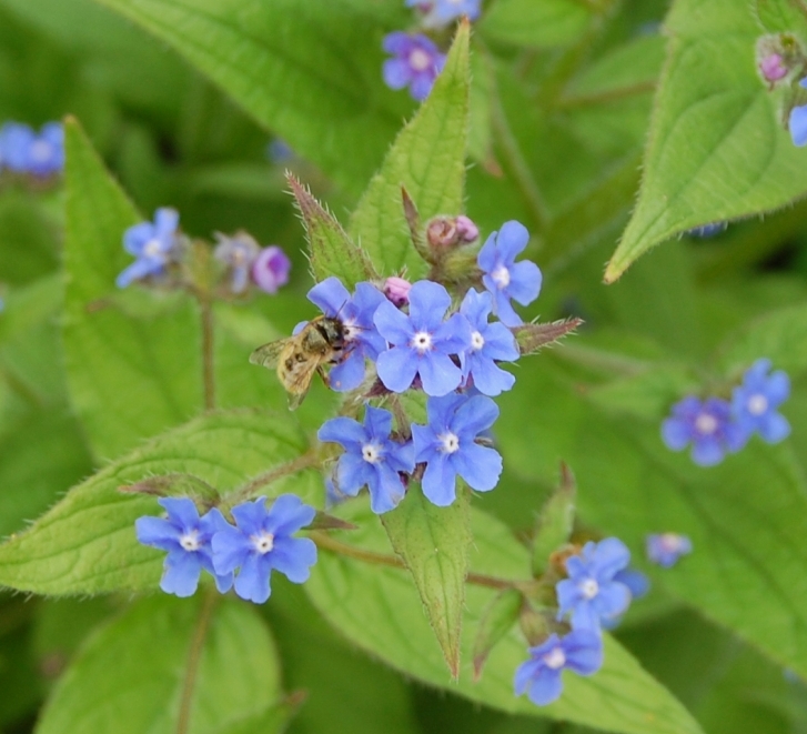 Wildflower Wednesday: Green Alkanet