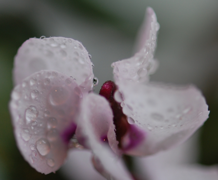 Friday Photo: It's raining