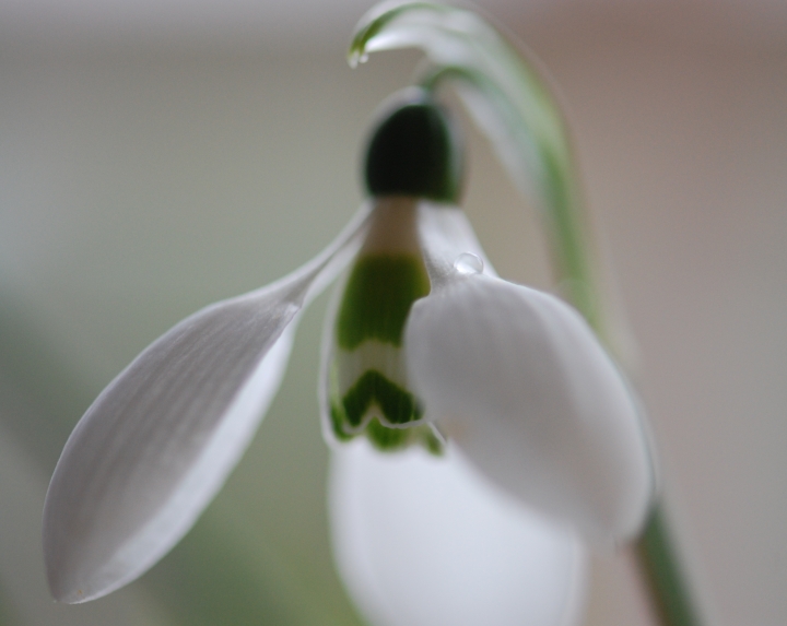 Wordy Wednesday:The Snowdrop
