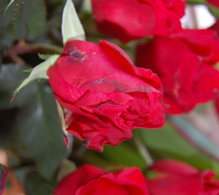 Valentine's Day Massacre