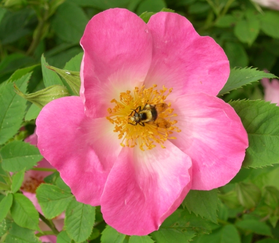 More from this Bird and the Bees 