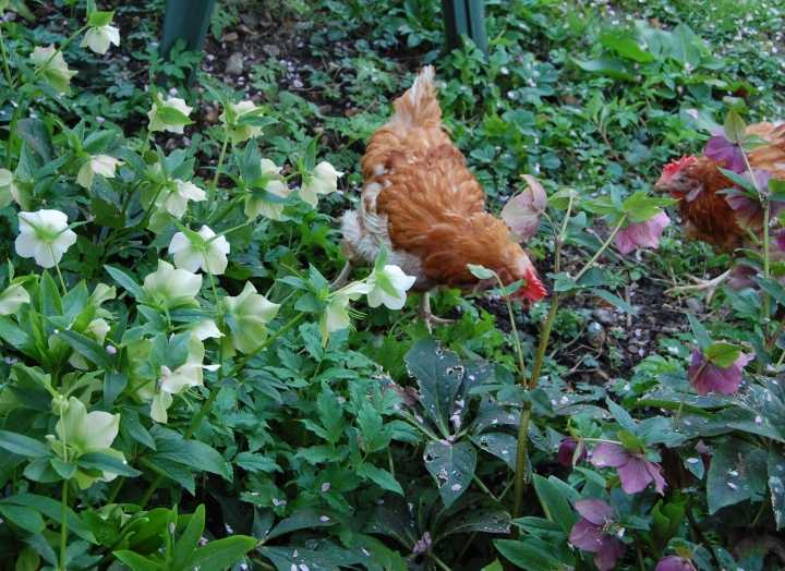 Of Hens and Hellebores