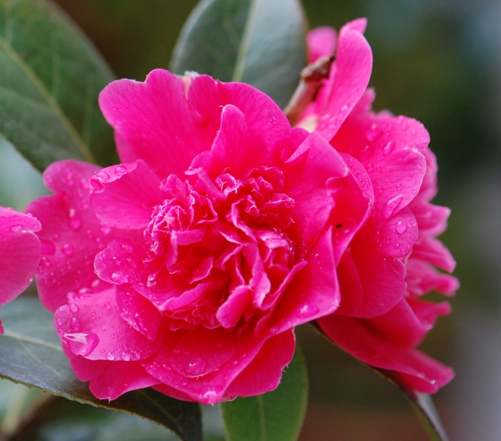 Wordless Wednesday: Camellias in the Rain 