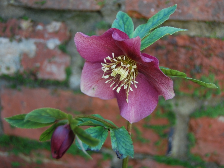 Friday Photo: Hellebores 