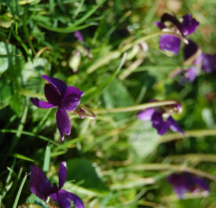 Wordless Wednesday: Violets