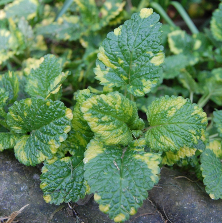 Favourite Herbs: Melissa officinalis (Lemon Balm)