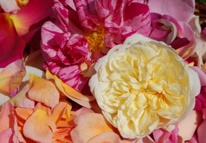 Even in death they are beautiful