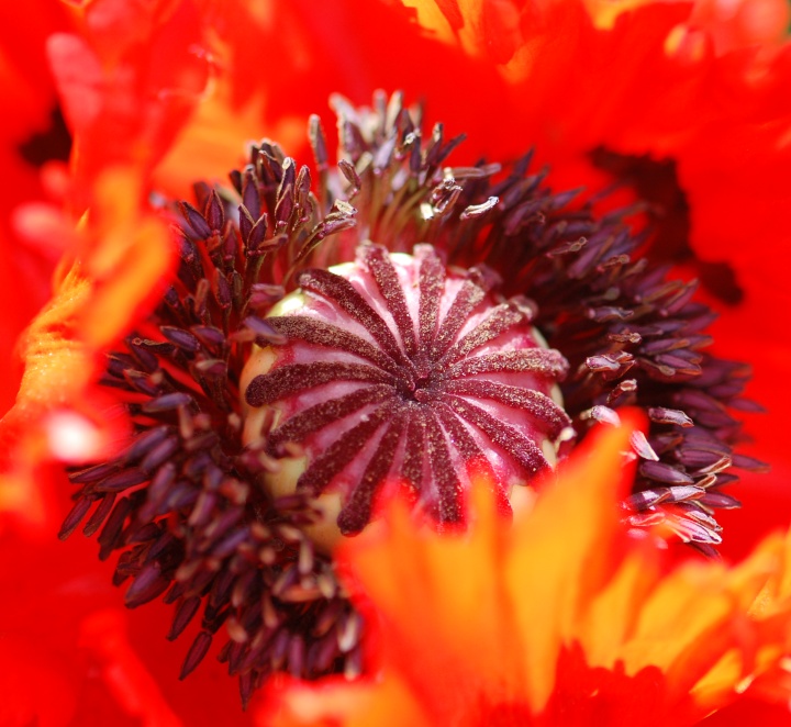 Wordless Wednesday: Papaver orientale 'Turkenlouis' 