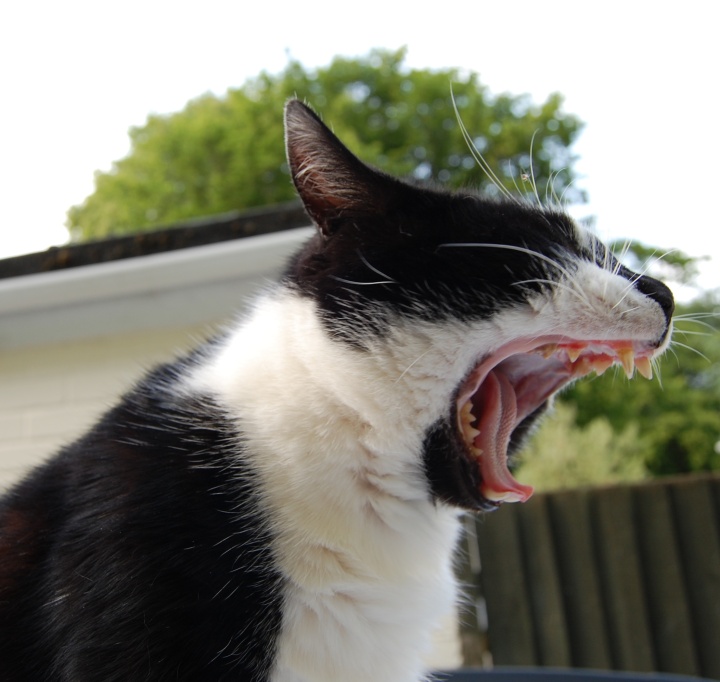 Wordless Wednesday: Hear me roar!