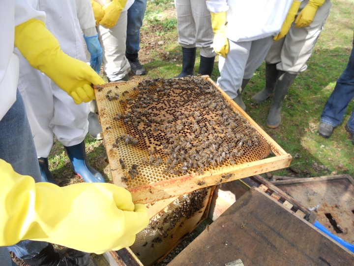 To Bee or not to bee ....