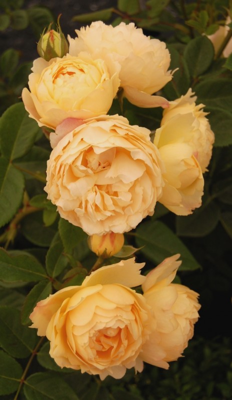 Naming of the Rose: 'Wollerton Old Hall'