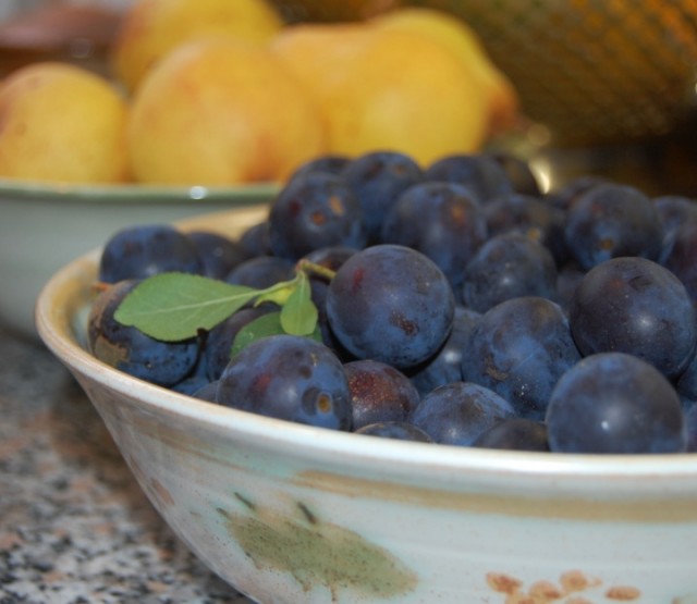 Harvest Time: Damsons