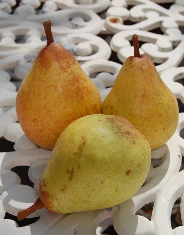 Harvest Time: A fine Pear