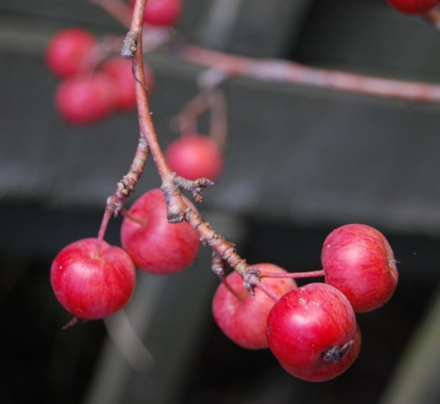 Friday Photo: Autumn colour in my garden 