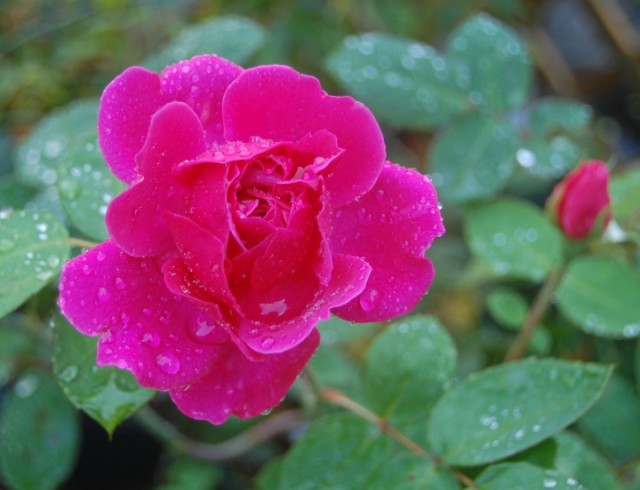 Wordless Wednesday: After the rain 