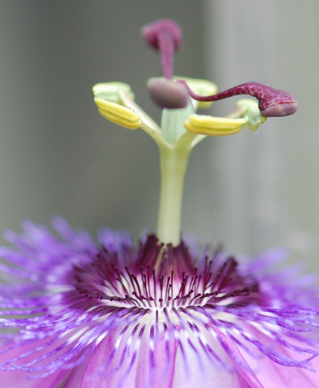 Words and Pictures: Passiflora 