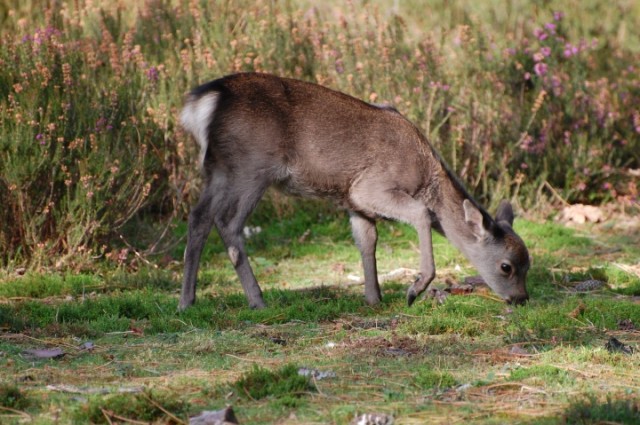 Friday Photo: If you go down to the woods today .....