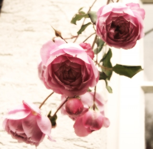 Wordless Wednesday: Playing with Alan Titchmarsh