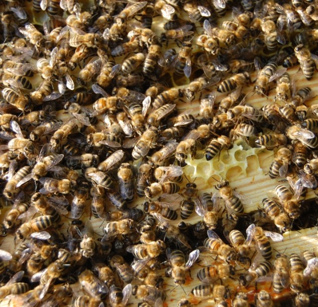 Thoughtful Thursday: Bees and healing