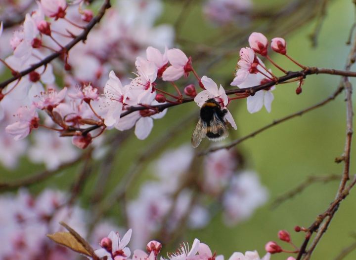 In the Garden: The Birds and the Bees