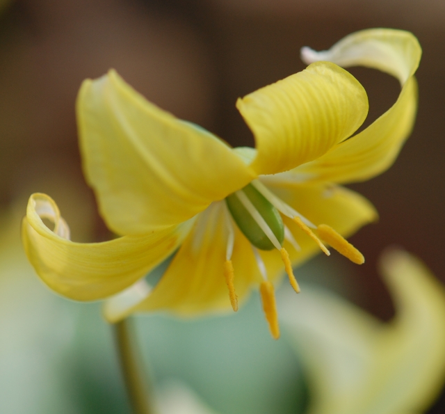 In the Garden: Dog's Tooth Violets (Erythronium dens-canis 'Pagoda')