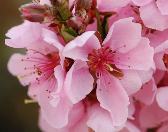 Wordless Wednesday: Nectarine blossom in the garden 