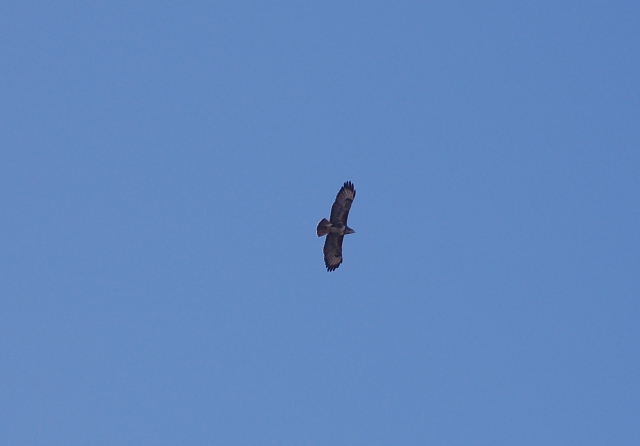 Birdwatching: Common Buzzards (Buteo buteo)