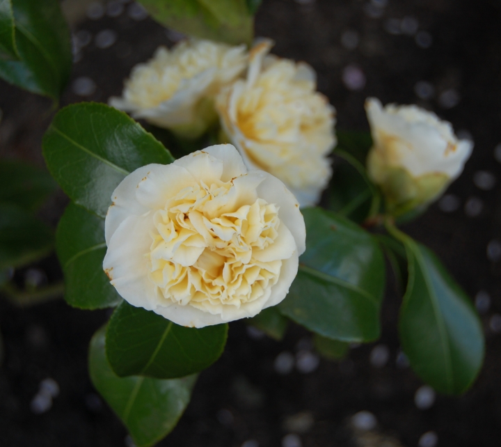 In the Garden: Vernal Equinox