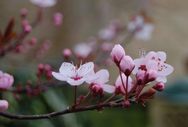 Friday Photo: In the pink