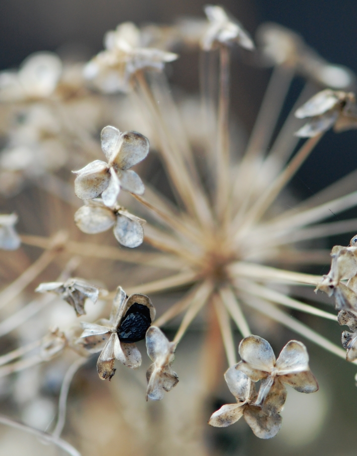 Wordless Wednesday: Garlic Chives seedhead