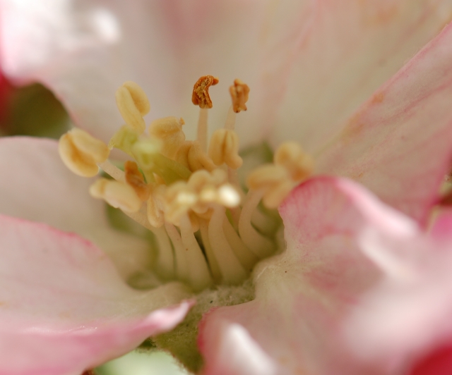 In the Garden: A bees eye view