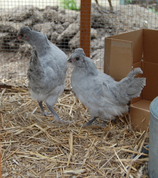 Now where was I before we were so rudely interupted....