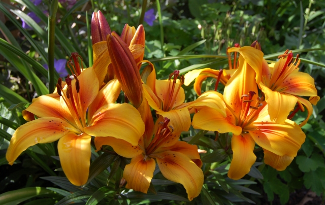 Wordless Wednesday: Oriental Lilies 