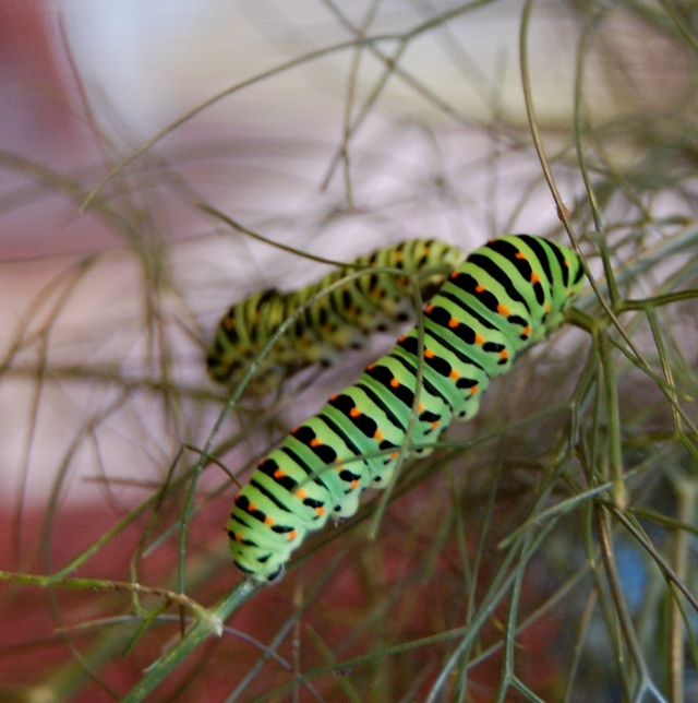 The very hungry caterpillar .....