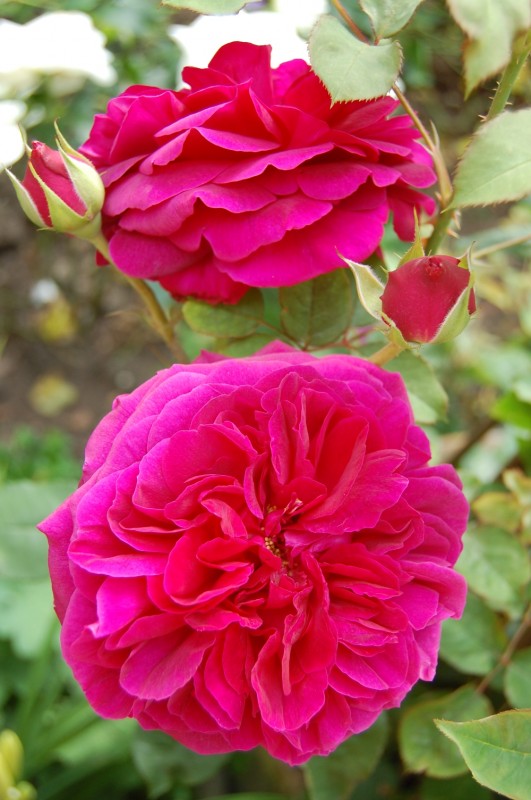 Wordless Wednesday: Munstead Wood  