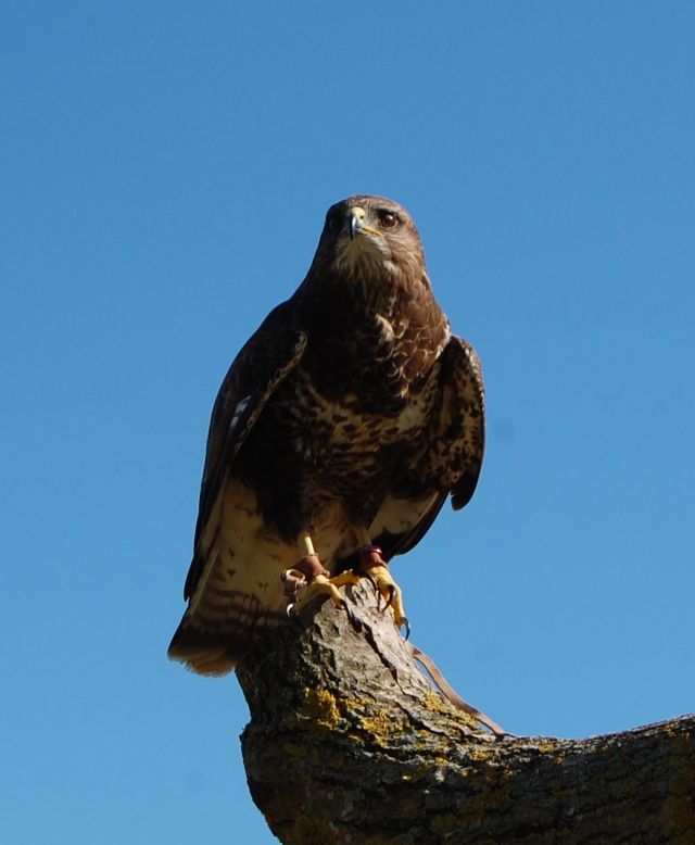 Making Dreams Come True: Falconery