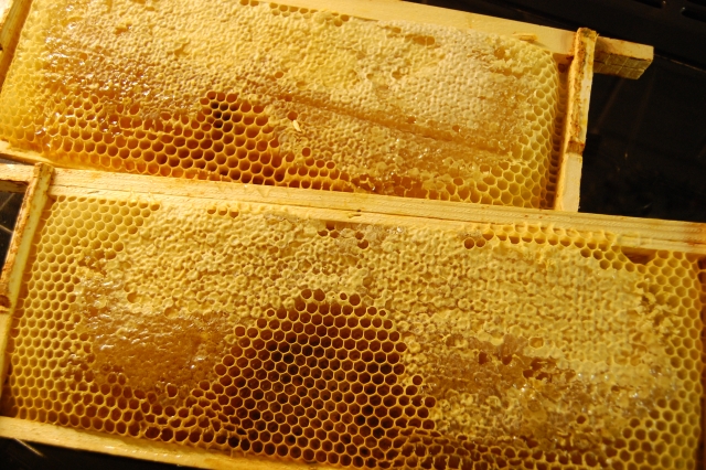 Tell them about the honey, Mummy ....